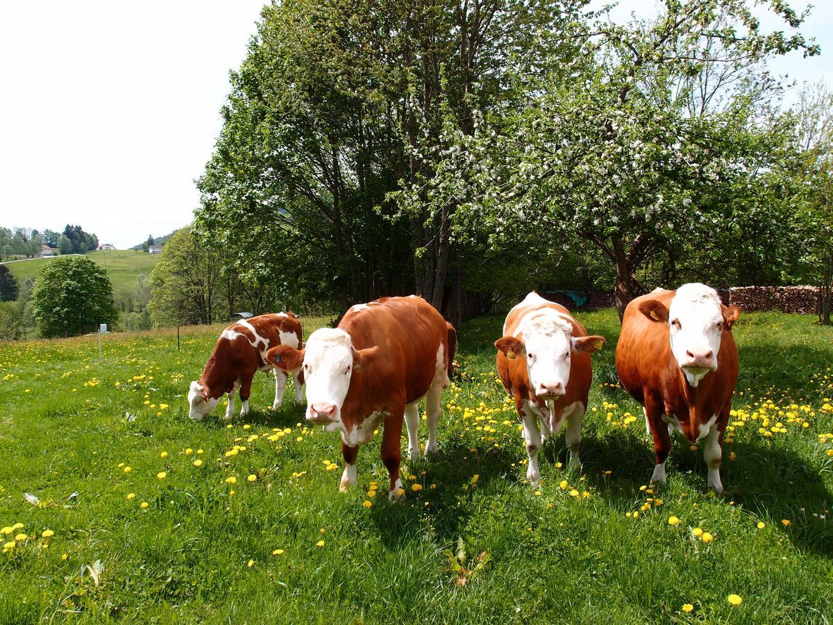 Landhotel Bayerwald Grafling Buitenkant foto